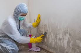 Mold Documentation for Insurance Claims in Hamburg, IA